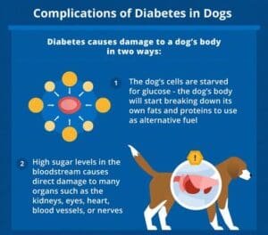 dog with diabetes