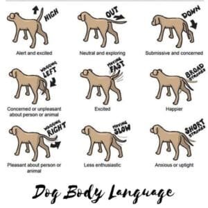 Dog Health & Wellness - Body Language