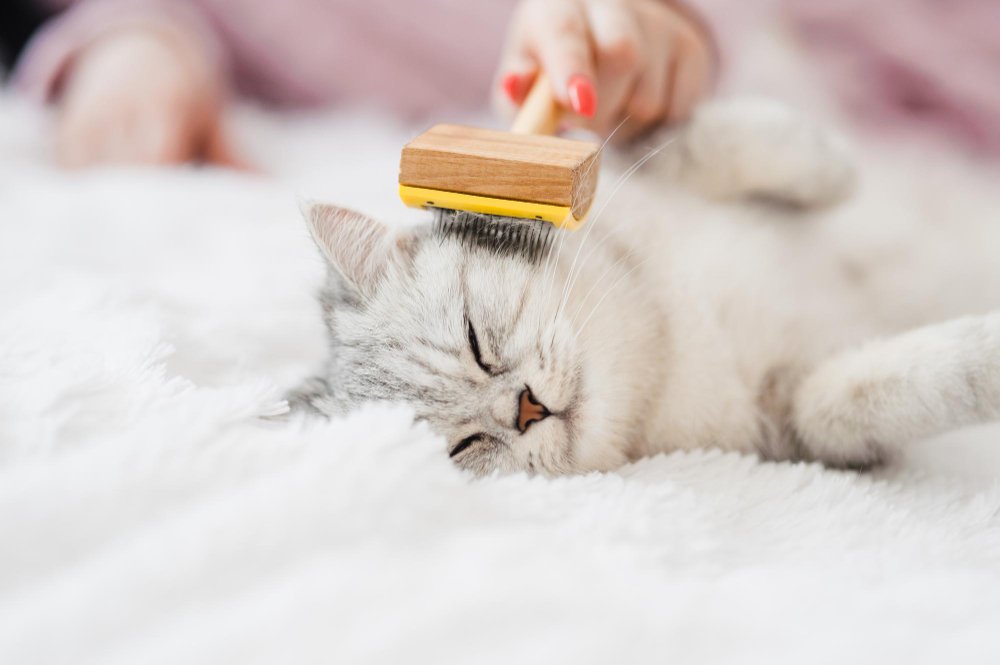 bright kitten lies sofathe girl combs hair funny cat