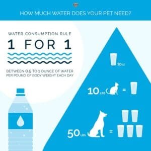 Clean Drinking Water for Dogs