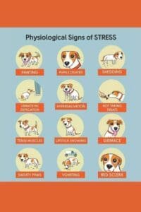 Dog Training Psychology