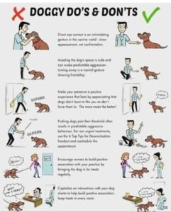 Dog Training 