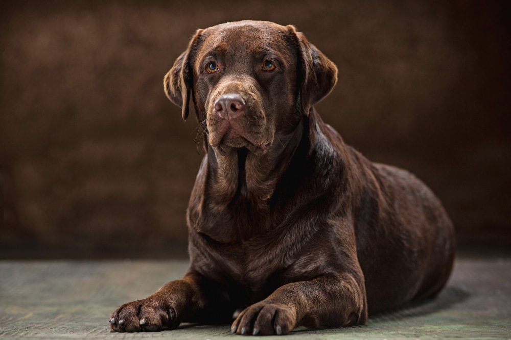 Labrador Dog Training