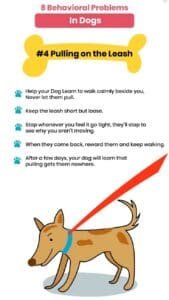 Dog training tips 