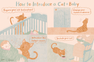 Cat Safety -Introducing-cats-and-babies