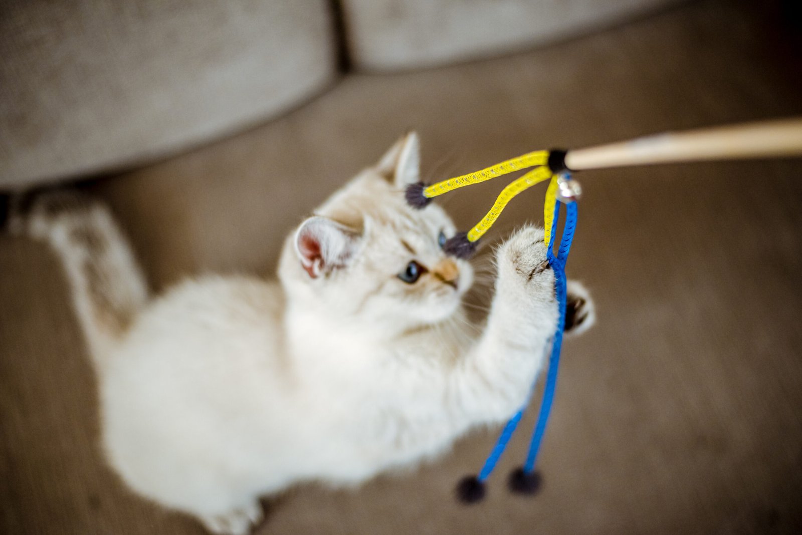 cat health and wellness