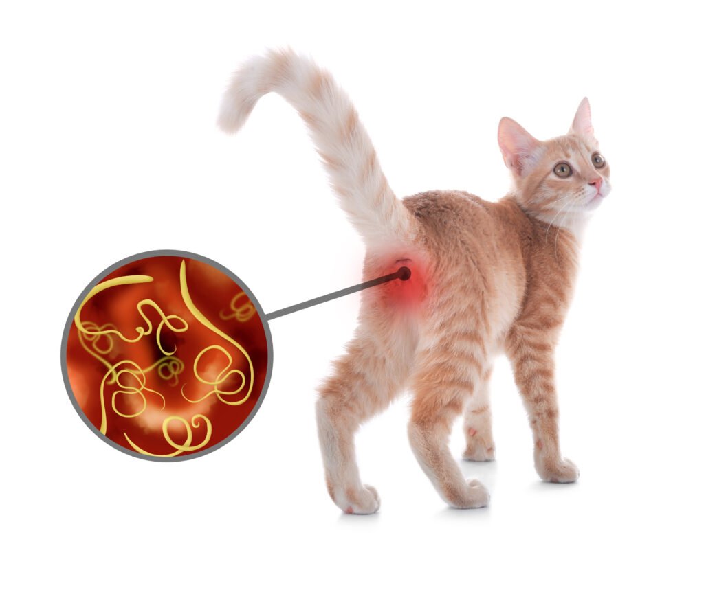 Curated visual reference: Picture Idea: Understanding Feline Lower Urinary Tract Diseases Flutd Causes