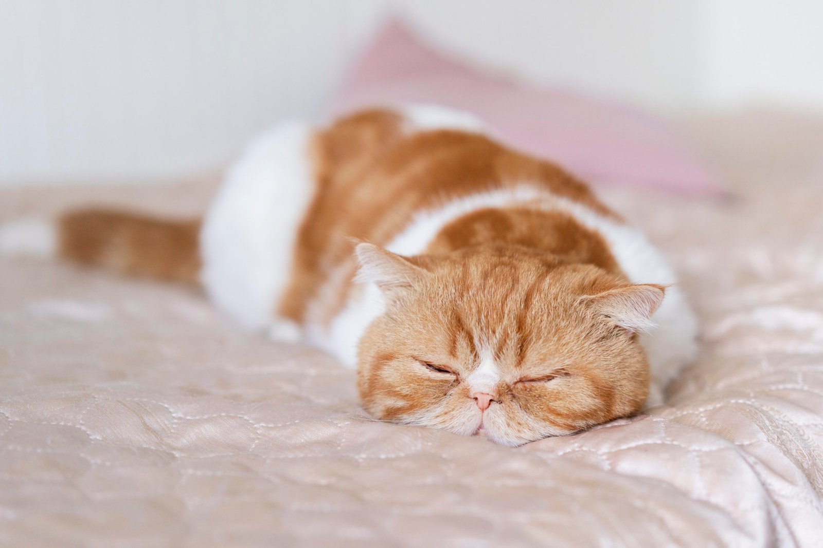 natural remedies for cat ailments