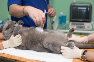 natural remedies for cat ailments